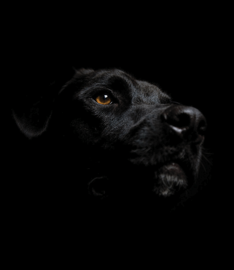 image of a black retriever dog